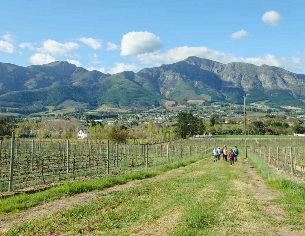 Guests walking a vineyard trail below the Franschhoek mountains
